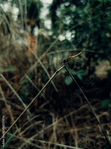 Dragonfly on a leaf © Nainesh