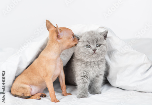 Toy terrier puppy sniffs kitten's ear  under a warm blanket on a bed at home © Ermolaev Alexandr