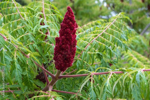 Rhus typhina 'Dissecta' Farnwedel-Sumach Fruchtstand photo