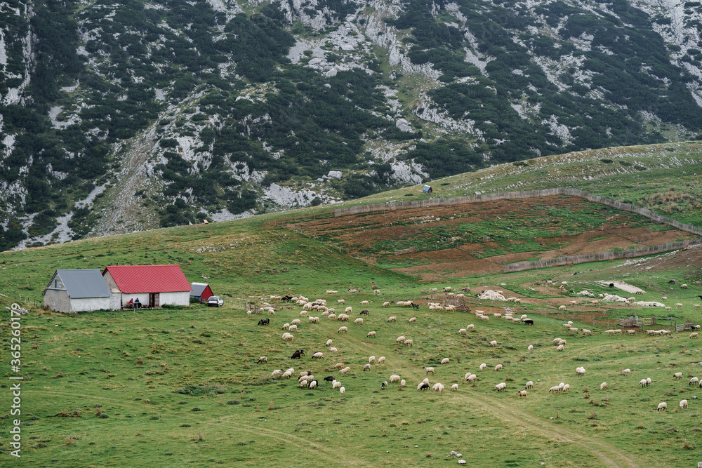 A flock of sheep grazes on a green meadow in the mountains.