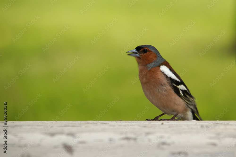 Fototapeta premium A male finch sings a song while sitting on a white bench on a green blazed background