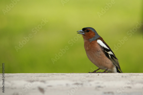 A male finch sings a song while sitting on a white bench on a green blazed background