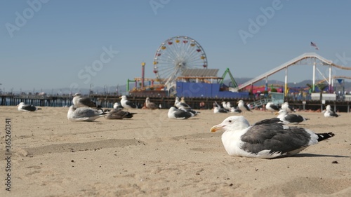 Sea gulls on sunny sandy california beach, classic ferris wheel in amusement park on pier in Santa Monica pacific ocean resort. Summertime iconic view, symbol of Los Angeles, CA USA. Travel concept