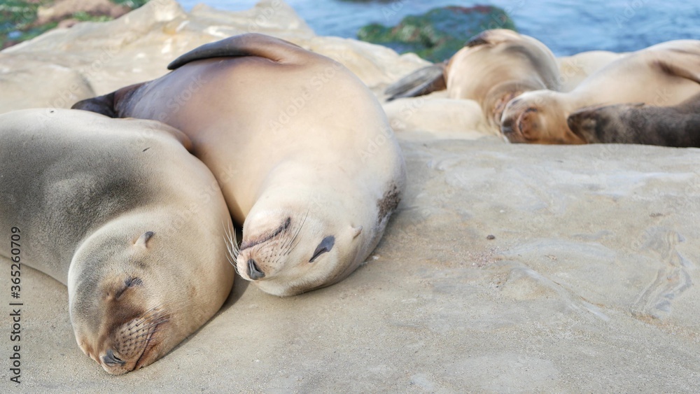 Fototapeta premium Cute baby cub, sweet sea lion pup and mother. Funny lazy seals, ocean beach wildlife, La Jolla, San Diego, California, USA. Funny awkward sleepy marine animal on pacific coast. Family love and care