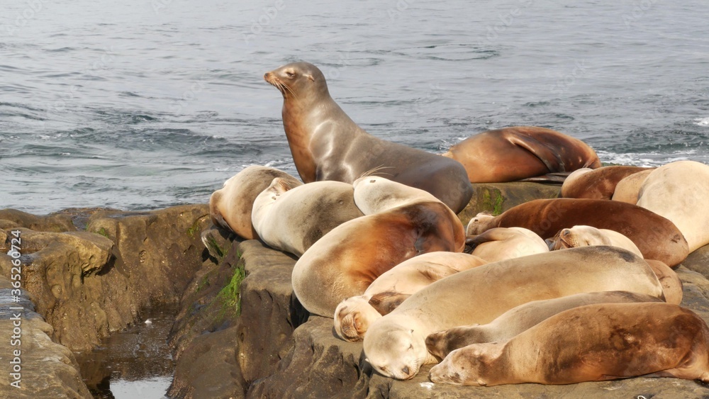 Fototapeta premium Sea lions on the rock in La Jolla. Wild eared seals resting near pacific ocean on stones. Funny lazy wildlife animal sleeping. Protected marine mammal in natural habitat, San Diego, California, USA