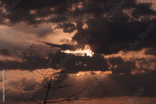 Black color shadow tree on orange background