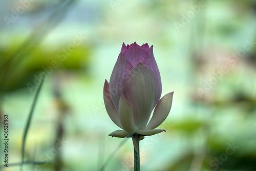 pink lotus flower, Lotus flower bouquet
