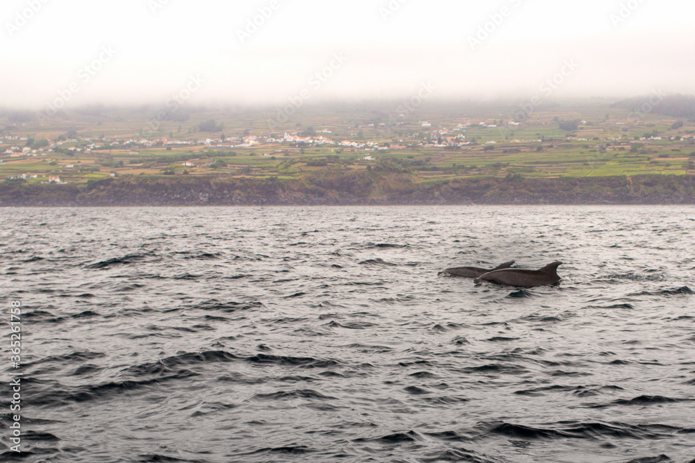 Fototapeta premium Açores; Azores