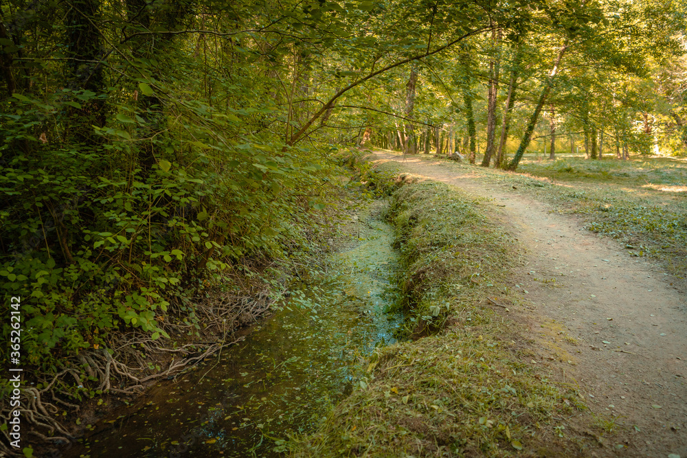 Fototapeta premium path in the woods