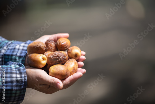 Selected focus on date palm on women hands