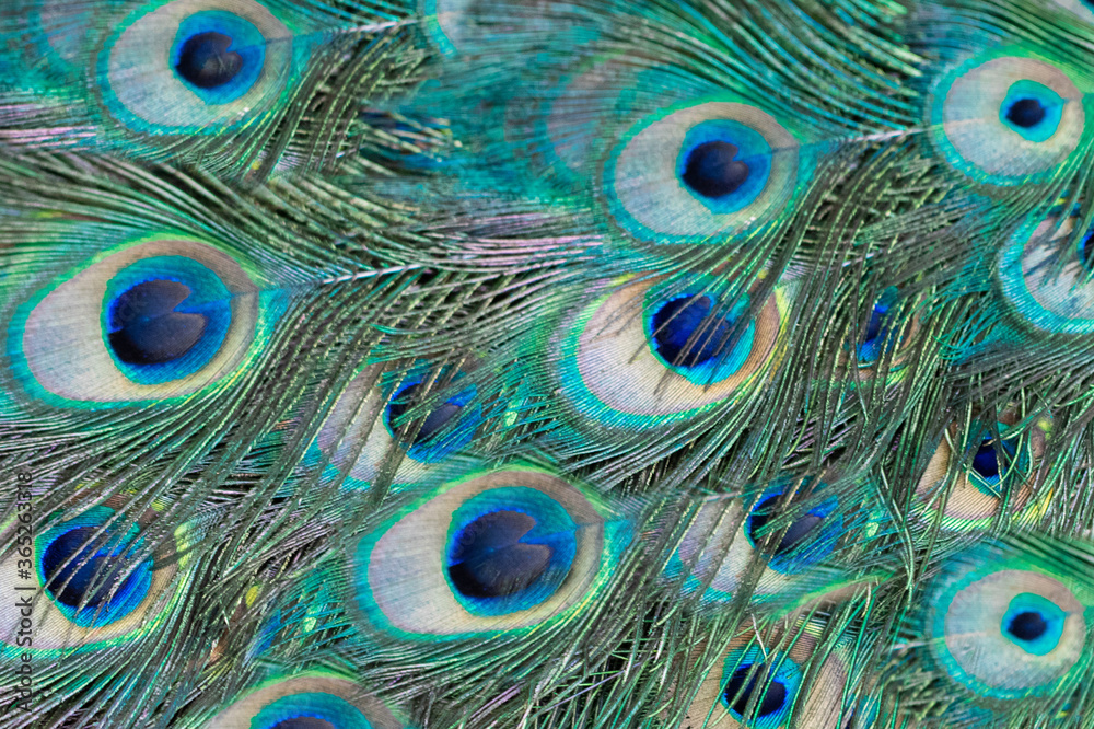 Obraz premium peacock feather pattern texture background. Blue peacock feathers in closeup