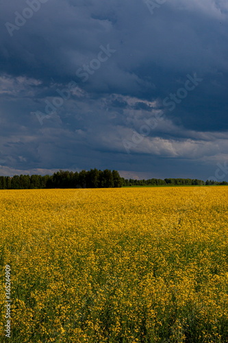 Storm clouds over the yellow field of flowers