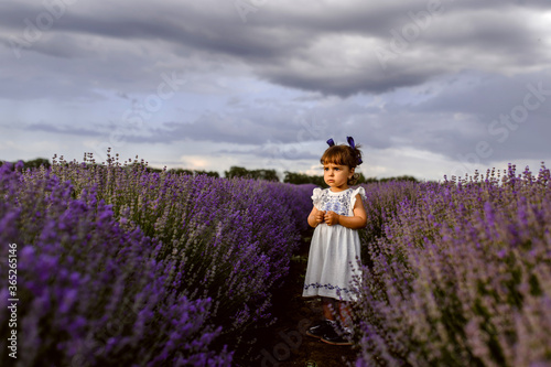 Little happy girl in white dress is picking lavedner flowers in the middle of the lavender field.