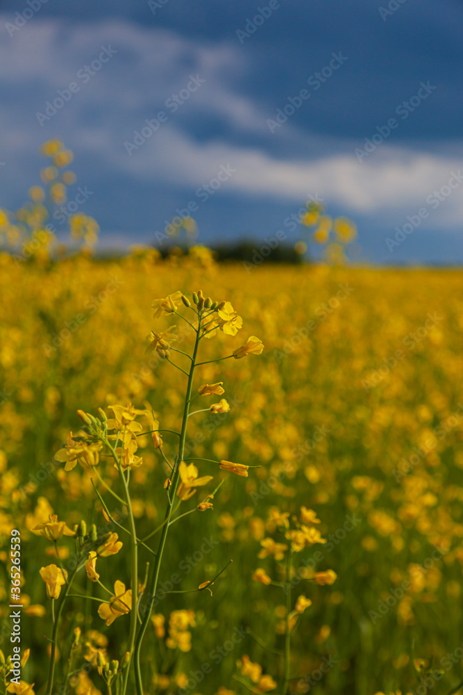 Storm clouds over the yellow field of flowers Storm clouds over the yellow field of flowers