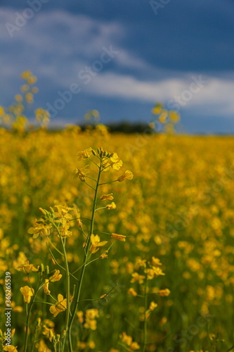 Storm clouds over the yellow field of flowers