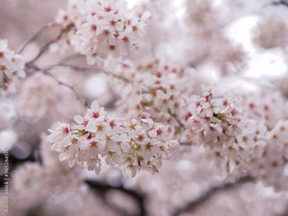 桜 満開