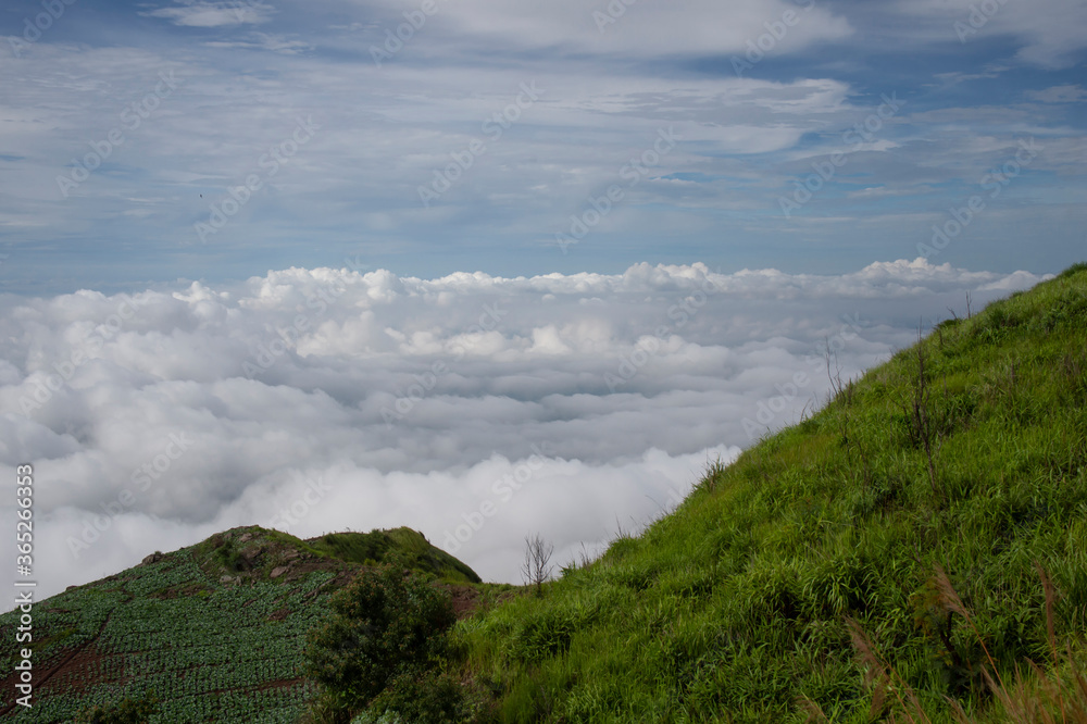 View of cauliflower field on the mountain with clouds sky background View of cauliflower field on the mountain with clouds sky background