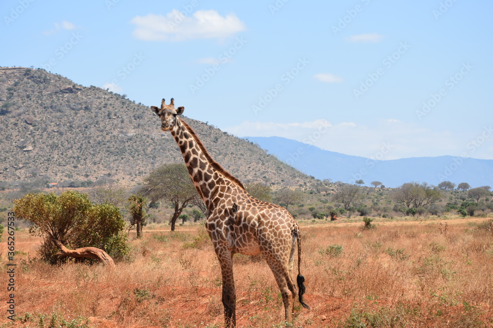 Obraz premium Giraffe sagt Hallo