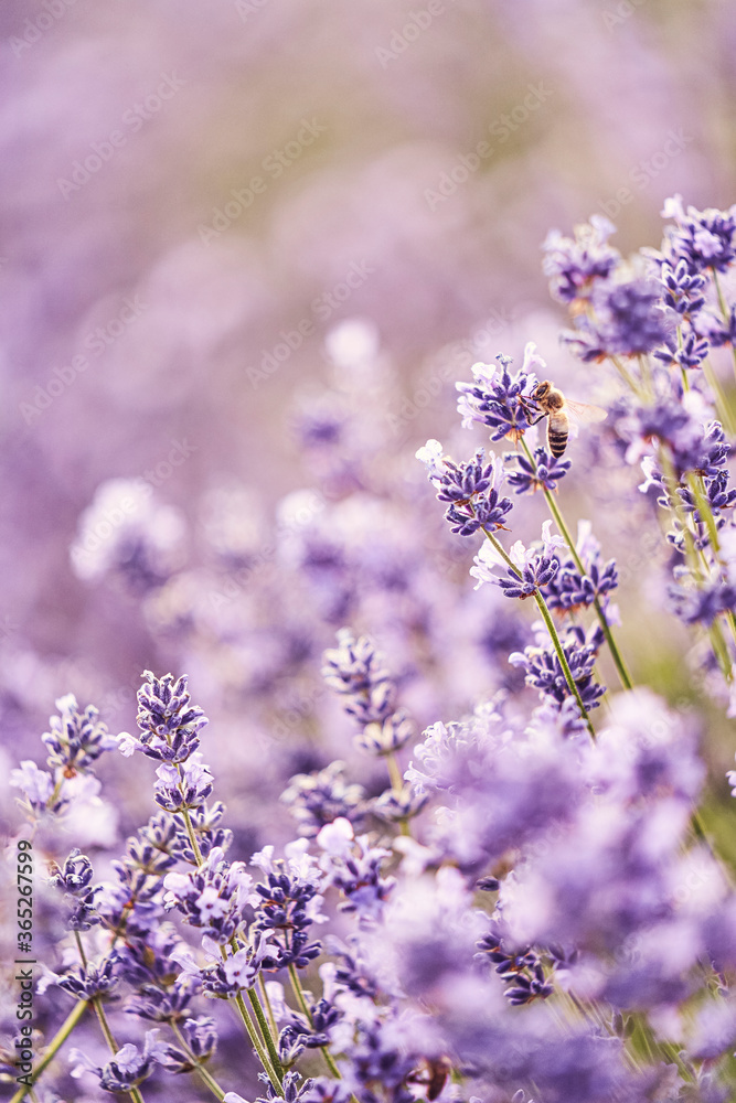 Lavendelblüte mit Biene Lavendelblüte mit Biene