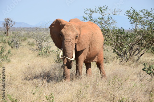Elefant in Kenia © ChriWorld