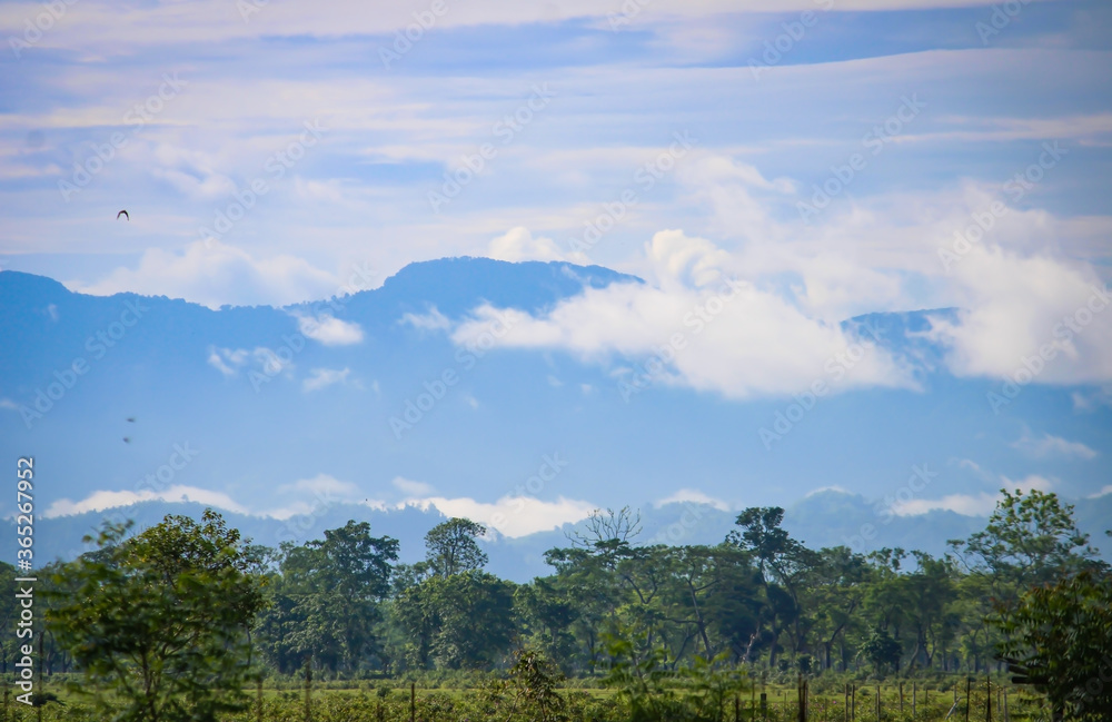 Fototapeta premium landscape with clouds and sky and trees