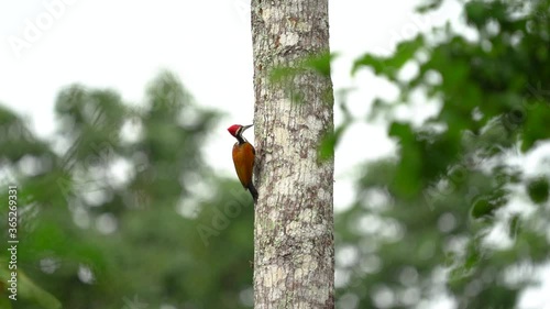 Greater Flameback, Greater Golden Use the legs to hold the tree, raise the wings, use the mouth to knock dry bark to find food. photo