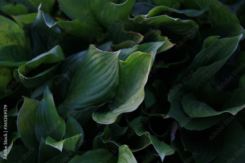 beautiful big hostas leafs background
