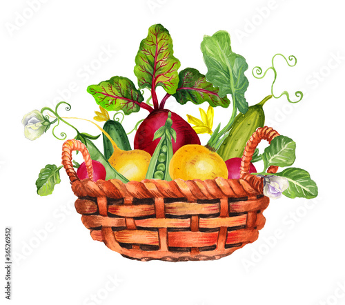 Watercolor handmade set with besket with summer vegetables and leaves.White background.