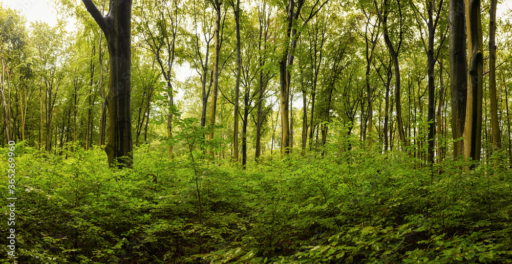 Obraz premium Green forest and trees