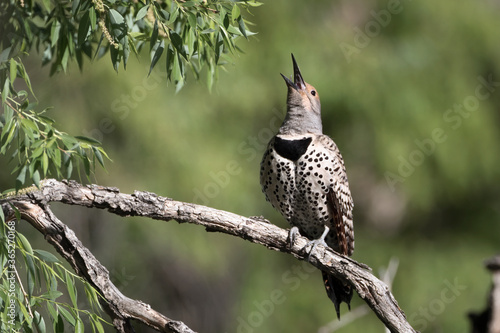 Картината върху платно A northern flicker calls from a limb in Wyoming.