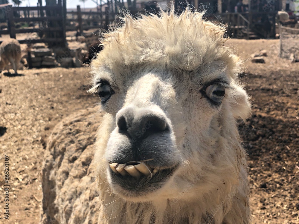 Fototapeta premium Israel, Mitzpe Ramon, LLama and Alpaca natural park.