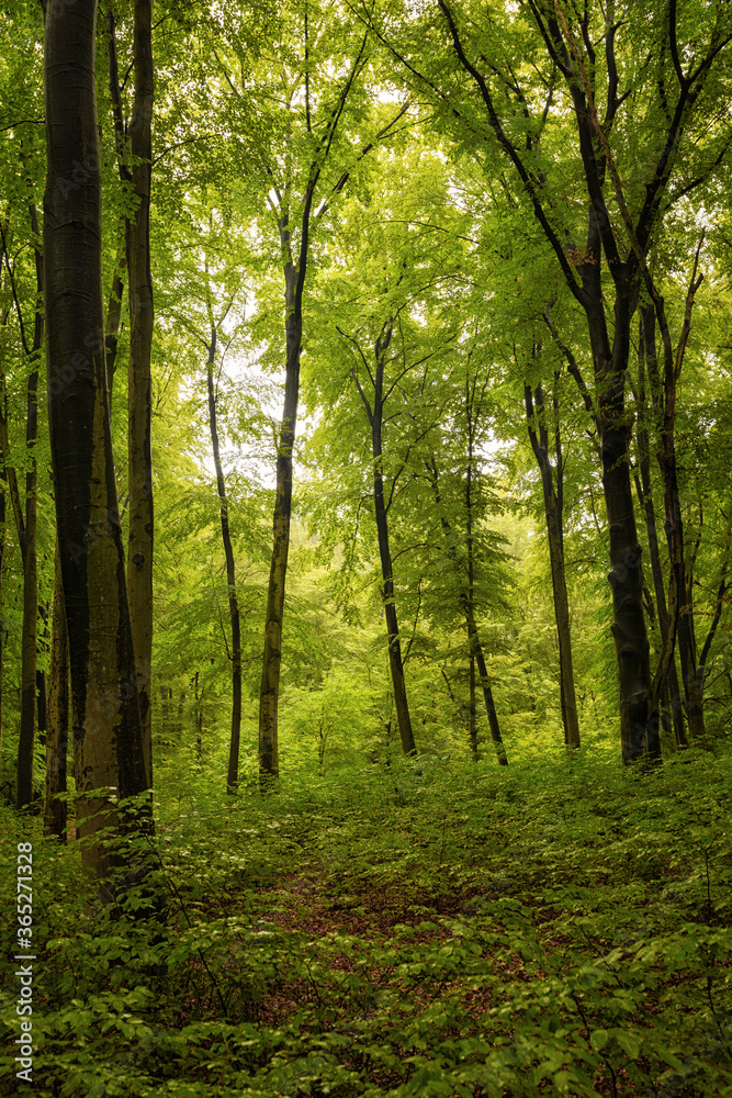 Naklejka premium Green forest and trees