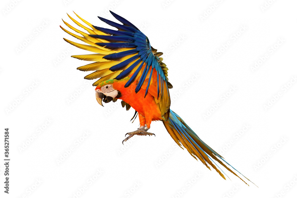 Fototapeta premium Colorful flying macaw parrot isolated on white