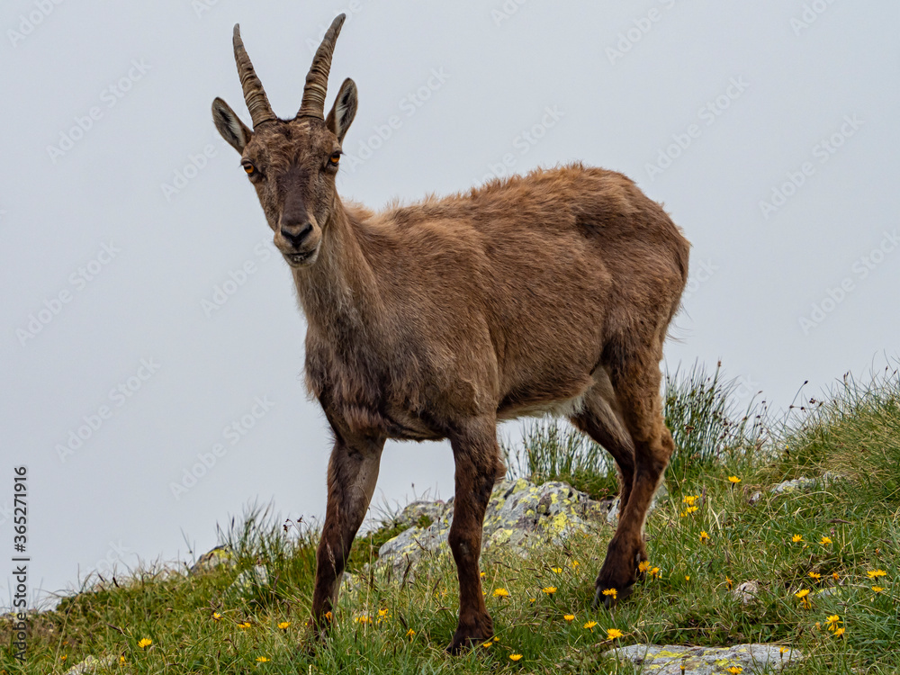 Close-up of an ibex on a rock in the alps Close-up of an ibex on a rock in the alps