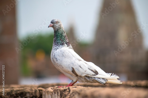 White pigeon waiting on the wall