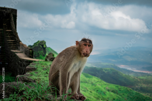 Bonnet Macaque type of monkey enjoying the weather © Rahul
