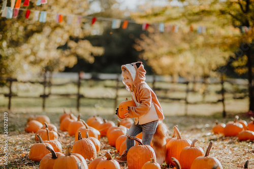 Cute toddler blond girl in red coat like a fox and jeans playing on a pumpkin's field. Copy space.