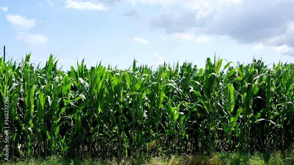 Field of corn with the long leaves fluttering in the breeze of the Italian wind on the hills of marche region, in the background a blue sky with some clouds. Plants of corn bight green in backlight. Field of corn with the long leaves fluttering in the breeze of the Italian wind on the hills of marche region, in the background a blue sky with some clouds. Plants of corn bight green in backlight.
