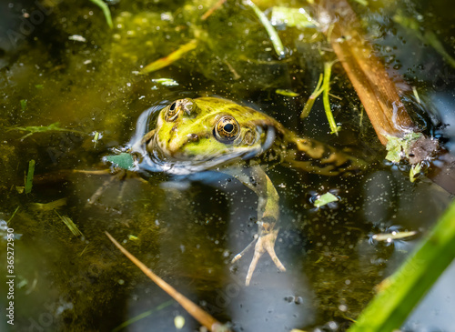 A common water frog, pelophylax esculentus, in the water. Pilsen, Czech Republic