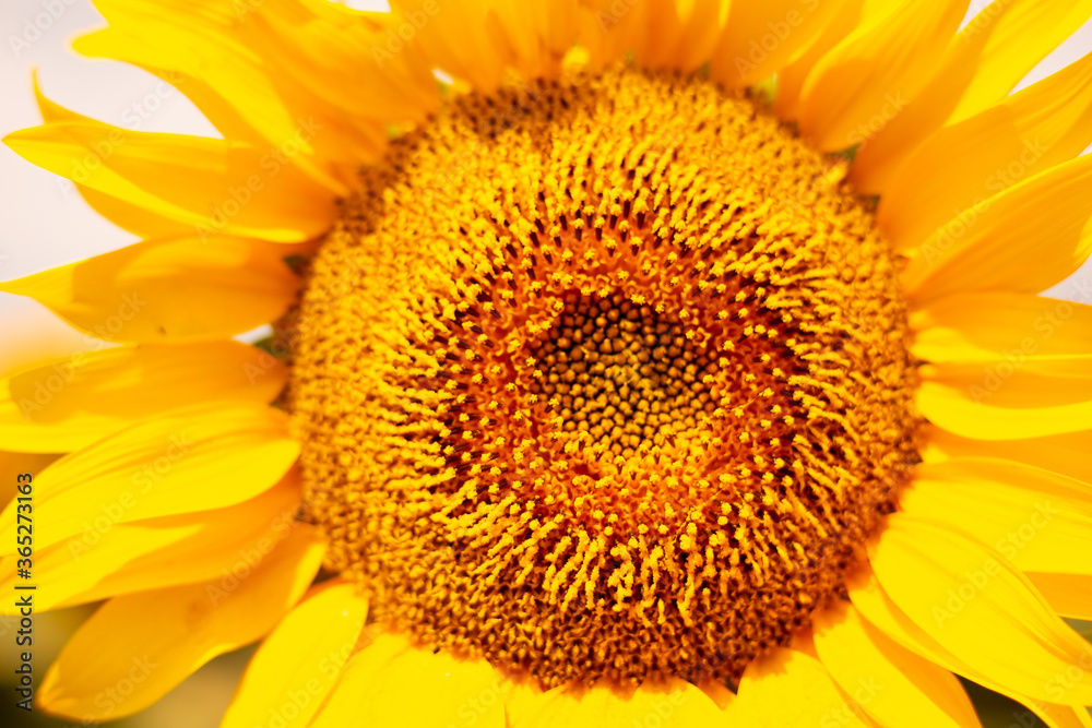 bright yellow blooming sunflower close-up on a summer sunny day, closeup bright yellow blooming sunflower close-up on a summer sunny day, closeup