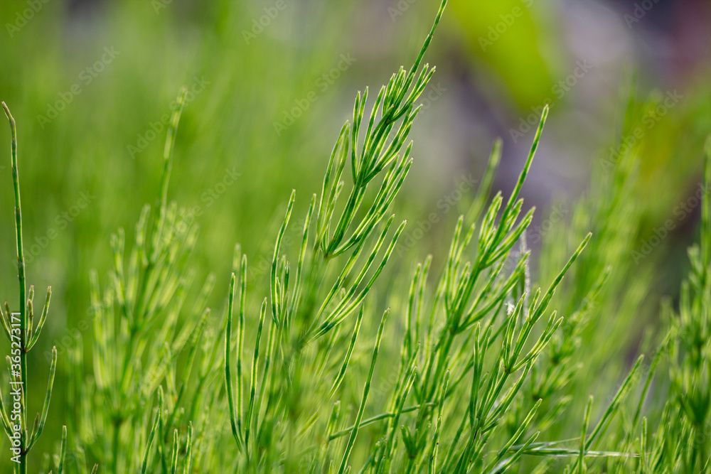 Obraz premium green grass macro close up