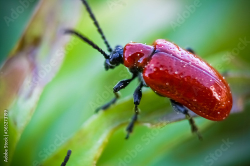 Foto macro de um besouro © Jose