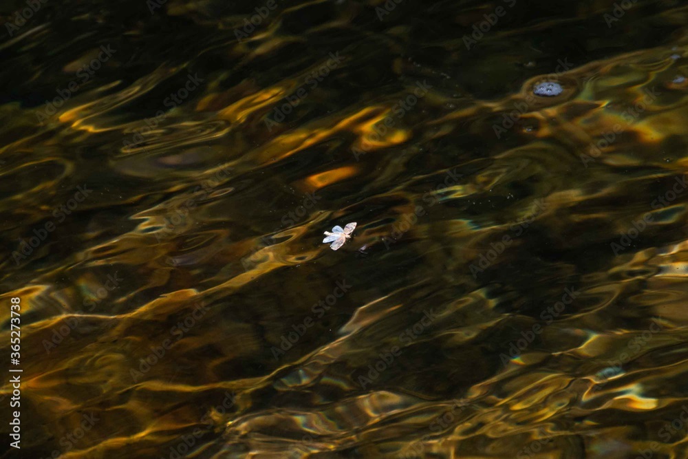 a Marco of an caddis fly floating on the water.