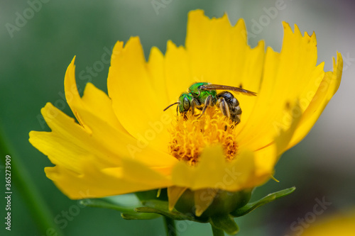 Metallic Green Sweat Bee Pollinating Yellow Tickseed Flower