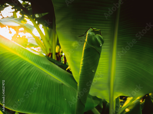 Banana leaves are growing in the banana plantation in the morning while the sun is rising