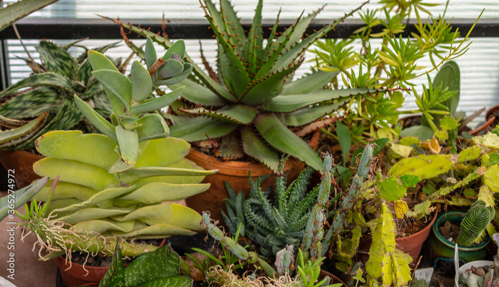 Fototapeta premium Different types of succulents and cacti, closeup green cactus plants
