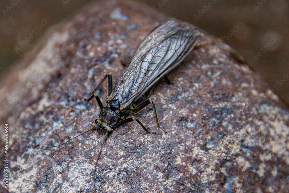 Stonefly Images – Browse 78 Stock Photos, Vectors, and Video | Adobe Stock