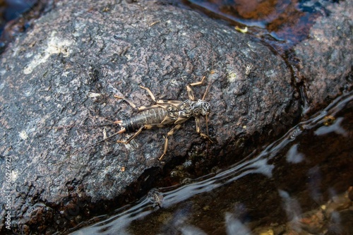 A stonefly on a river rock.