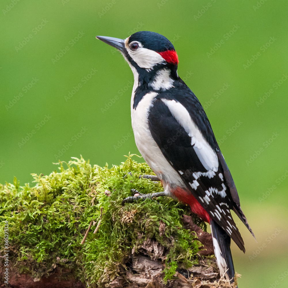 Male Great Spotted Woodpecker (Dendrocopos major) Male Great Spotted Woodpecker (Dendrocopos major)