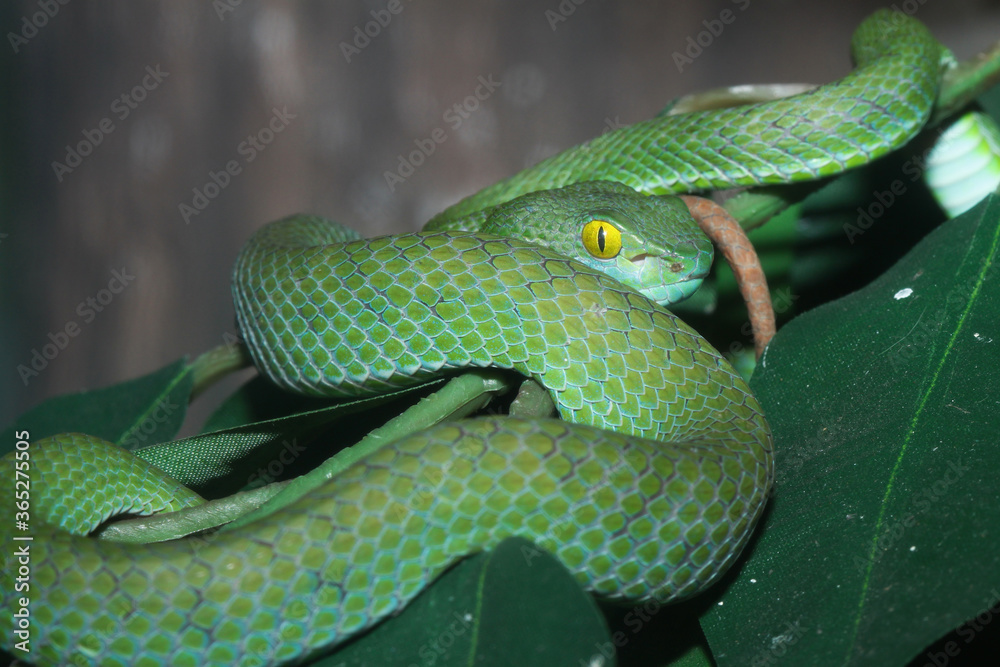 Obraz premium close up Green snake viper on tree in thailand